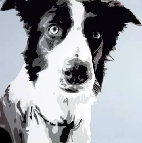 Collie —  Burrowes, Emily