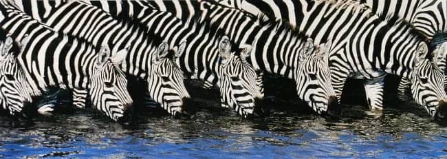 Zebra, Kenia —  Shah