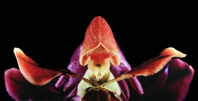 Orchidee Koningin III — Jolanda Swaen