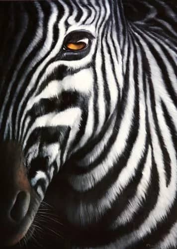 Zebra I — Plath, Juta