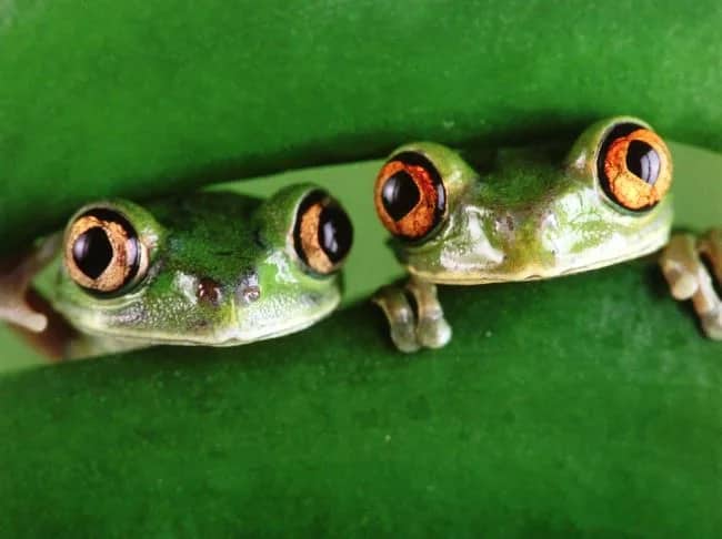 Tree frogs —  Aubrey, David