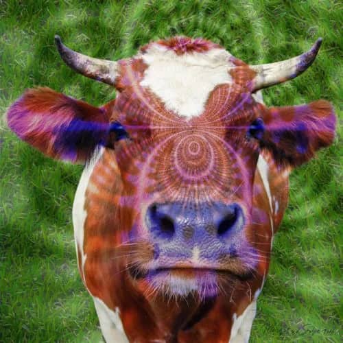 Holy cow! — Margot van de Stolpe