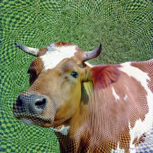 Squared cow — Margot van de Stolpe
