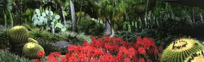 The Desert Garden —  Le Toquine