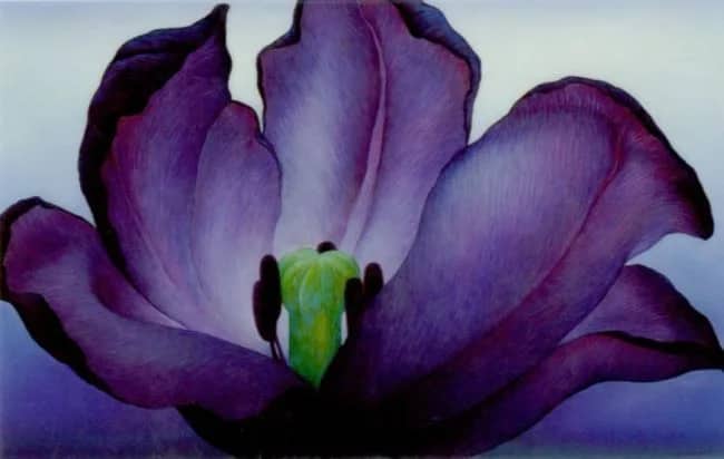 Triumphtulpe —  Biswanger
