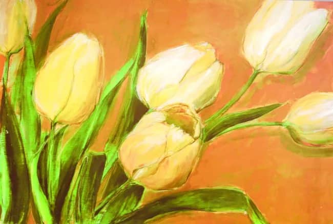 Tulipa nova    2hp —  Krobs