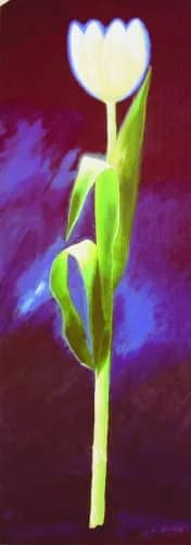 Weise tulpe    2hp —  Kirchner