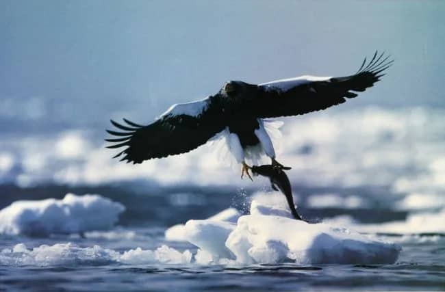 Sea eagle —  Wada