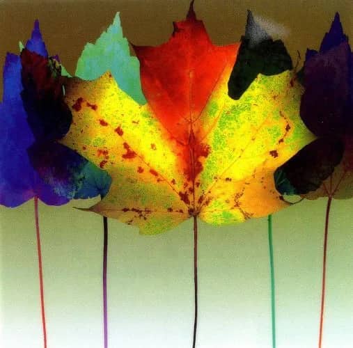 Leaf dance —  Robert Mertens