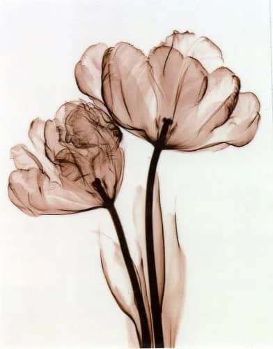 Parrot Tulip II —  Steven N.Meyers
