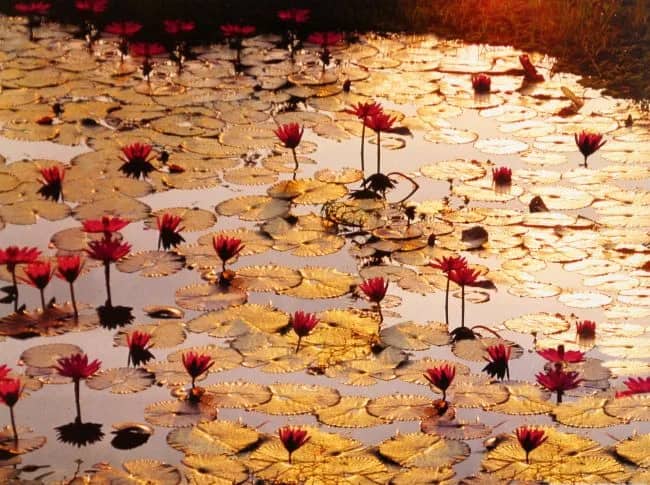 Lotus pond —  Bruno Baumann