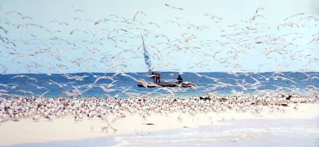 Madagascar Seabirds — Philip Plisson