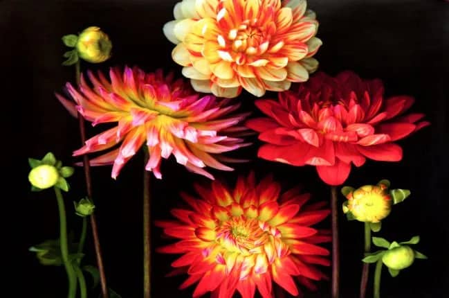 Dahlia garden in — Pip Bloomfield
