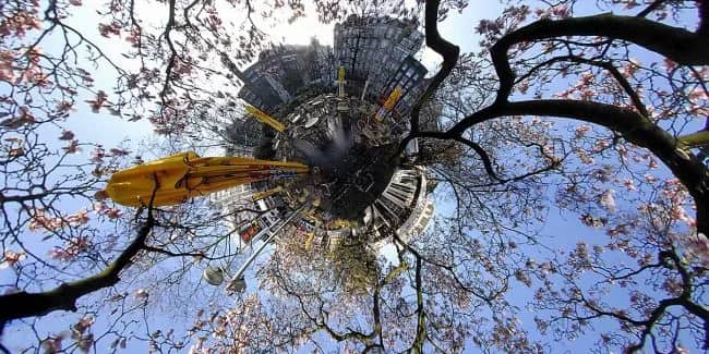 Rembrandtplein magnolia — Robin R. Noorda