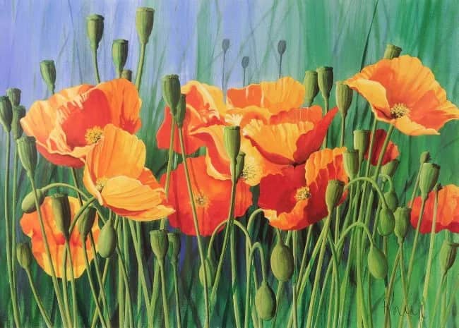 Poppies —  Heigl