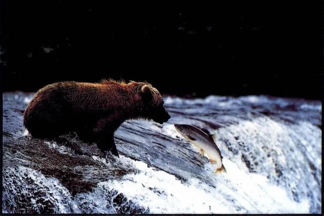 Grizzly bear & fish —  Hoshino