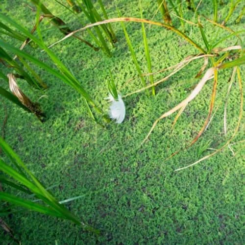 Duckweed and feather — Margot van de Stolpe