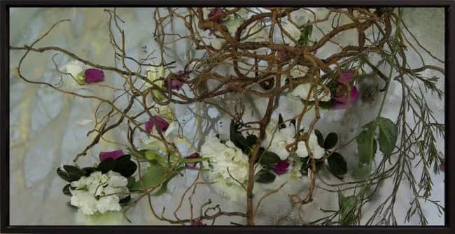 9934 Clematis — Dorine Latenstein