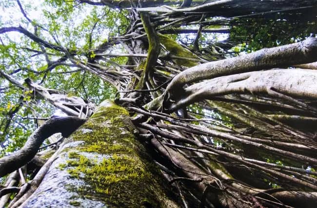 Strangler Fig Tree — Unknow artist Anonymous