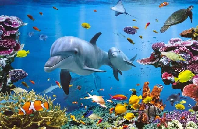 Tropical Underwater Ocean — Unknow artist Anonymous