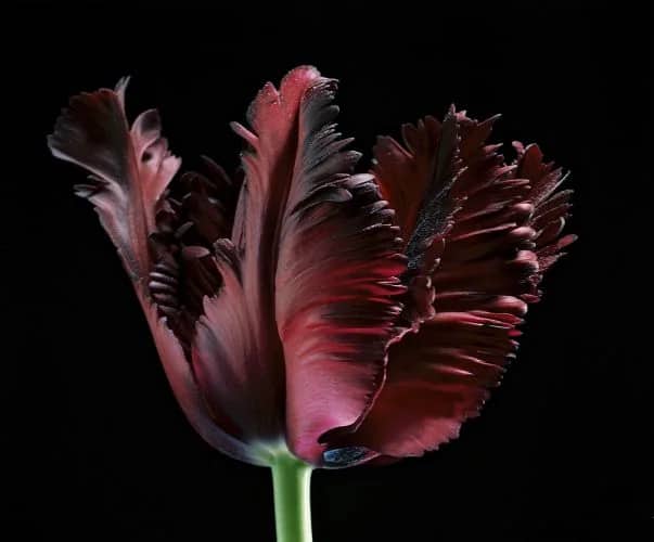 Rode tulp — Jolanda Swaen