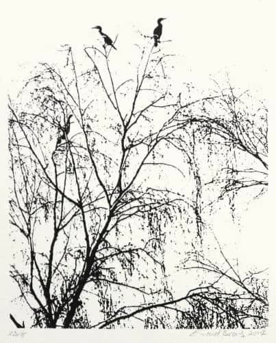 Phalacrocorax — Ewoud   Bras