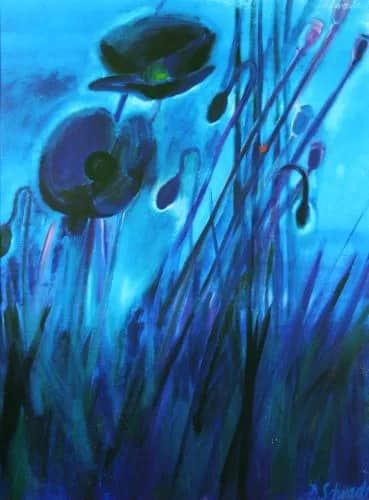Nachtmohn —  Schrade