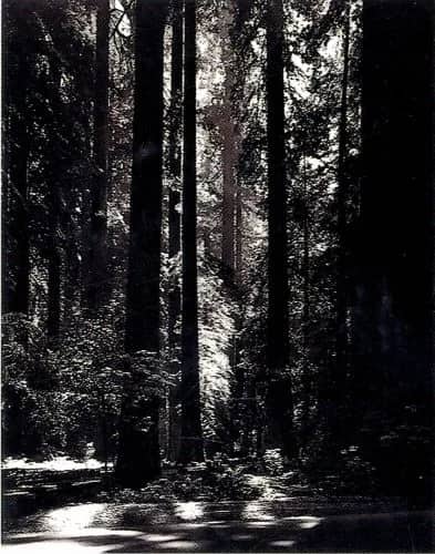 Redwoods.. —  Adams