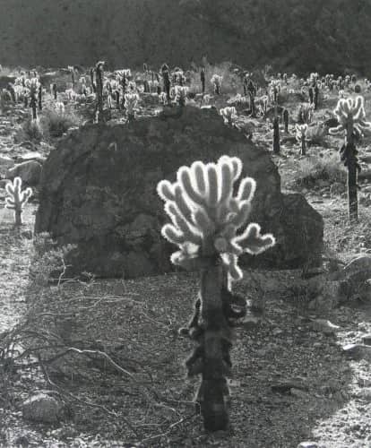 Chollas rock....1965 —  Adams