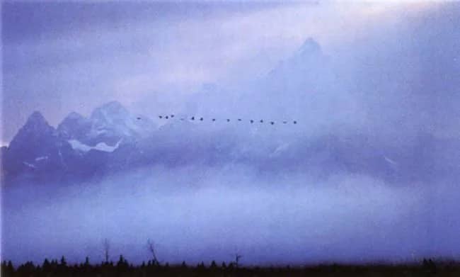 Out of the mist —  Mangelsen