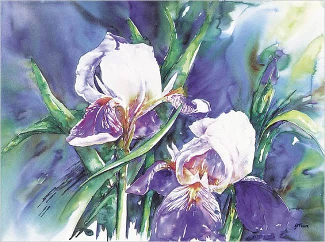 Irises —  Floor