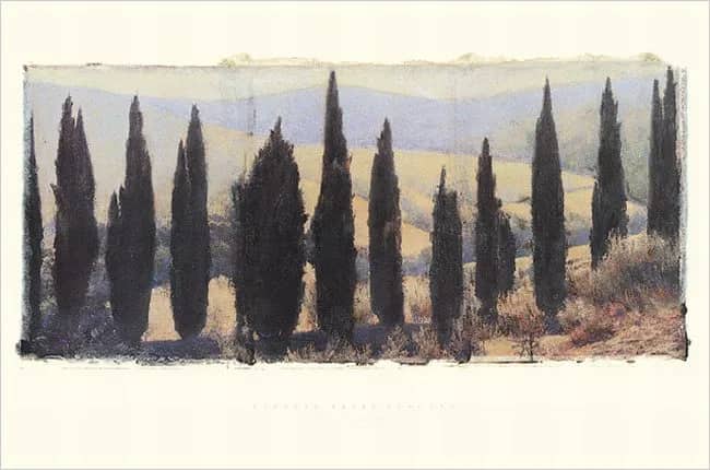 Cypress trees —  Cook