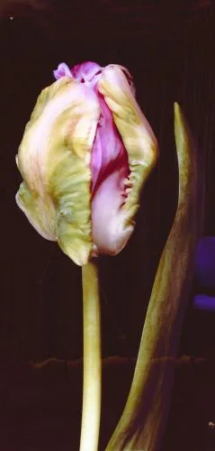 Tulp Roze blad rechts — Jolanda Swaen