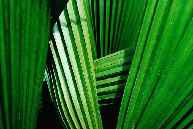 Palmblad (benen) — Jolanda Swaen