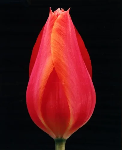 Roze Tulp II — Jolanda Swaen