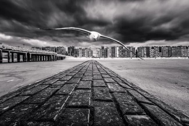 Seagul —  Koen Hillewaert