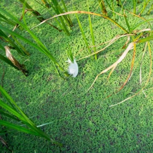 Duckweed and feather — Margot van de Stolpe