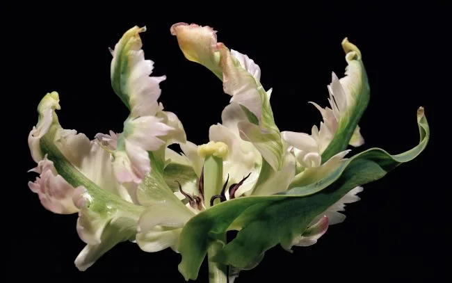 Koningin Tulp — Jolanda Swaen