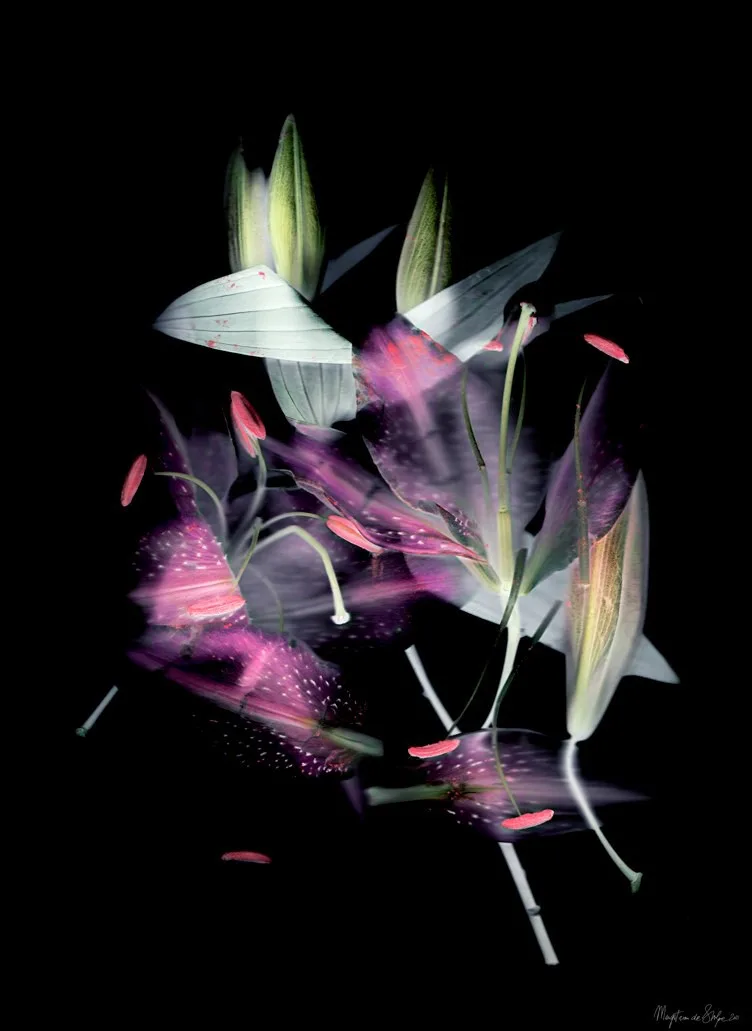Creation - Flora Imago Dark — Margot van de Stolpe
