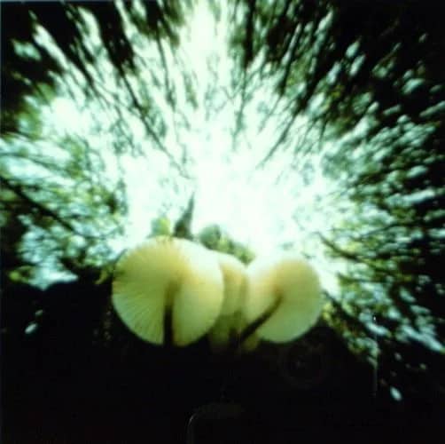 Paddestoelen (1996) 1/10 — Bethany de Forest