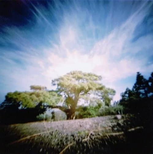 Vuurboom, LaGomera (1996) 5/10 — Bethany de Forest
