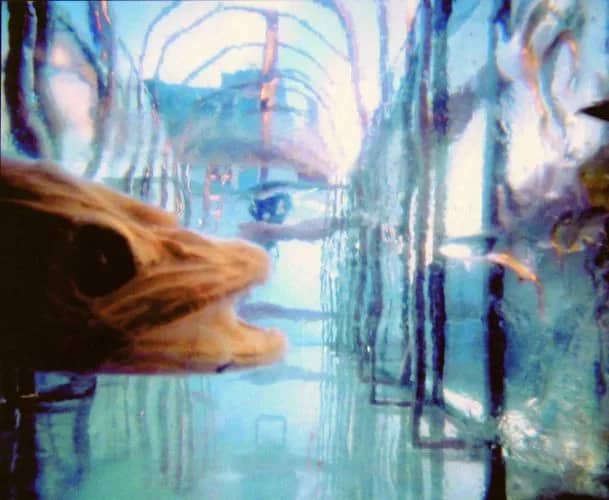 Visbogen (1994) 4/10 — Bethany de Forest