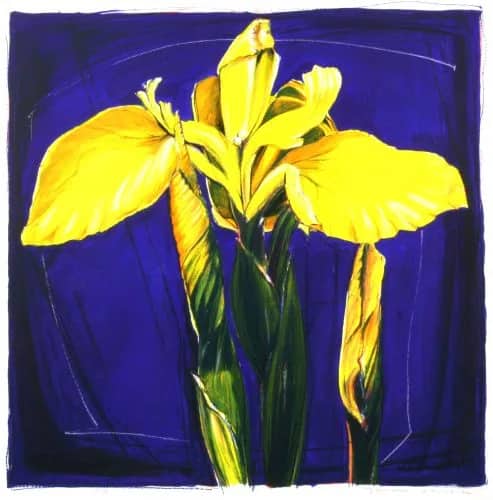 Gele lissen /125 — Jeroen Dercksen