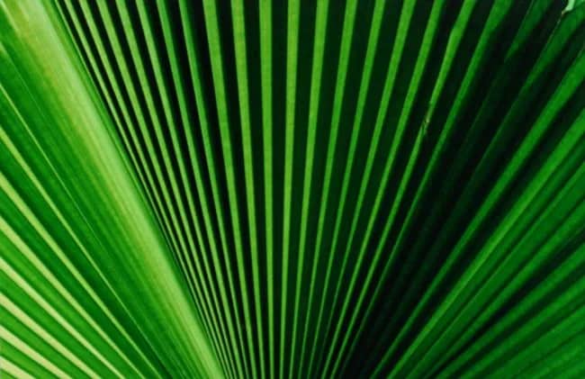 Palmblad (waaier) — Jolanda Swaen