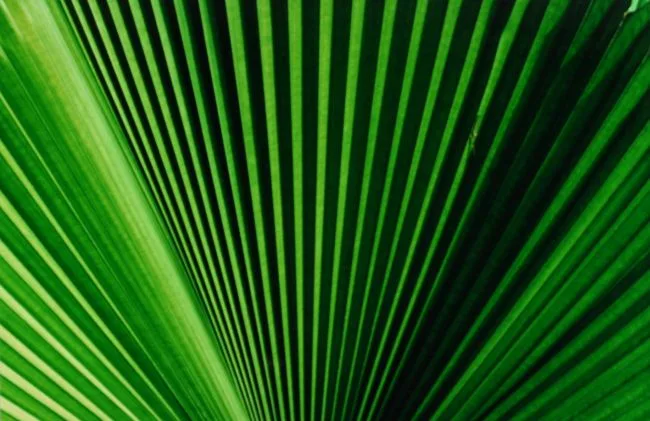 Palmblad (waaier) — Jolanda Swaen