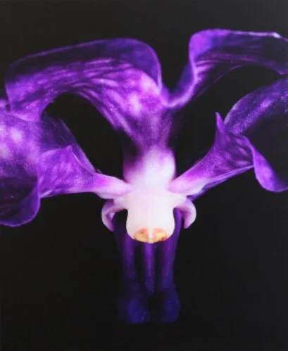 Orchidee (deelopname no 2) — Jolanda Swaen