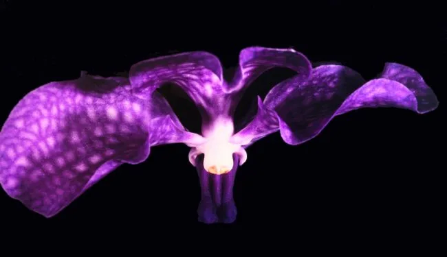 Orchidee (koningin) — Jolanda Swaen