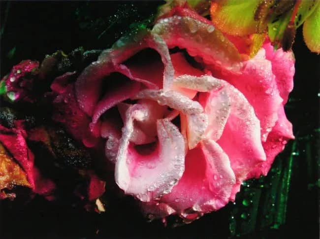 Roos I — Bert Houweling
