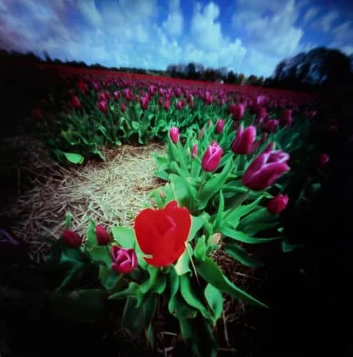 Rood en Paars (2001) 3/5 — Bethany de Forest