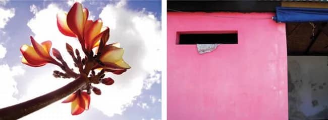 Bloemen - Rosemuur — Elinoor Veldman